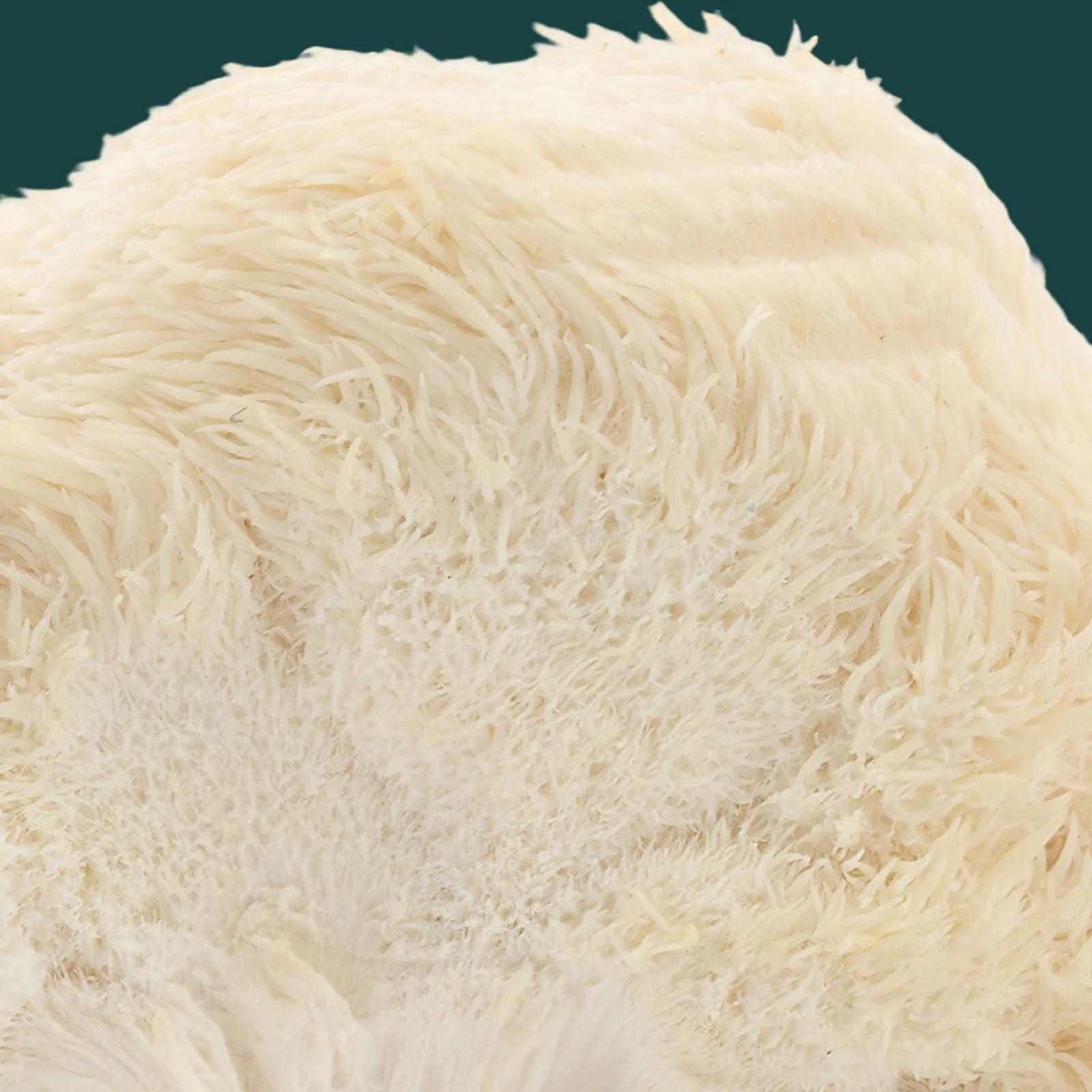 Focus Support Mushroom Gummies Bundle - Image 6