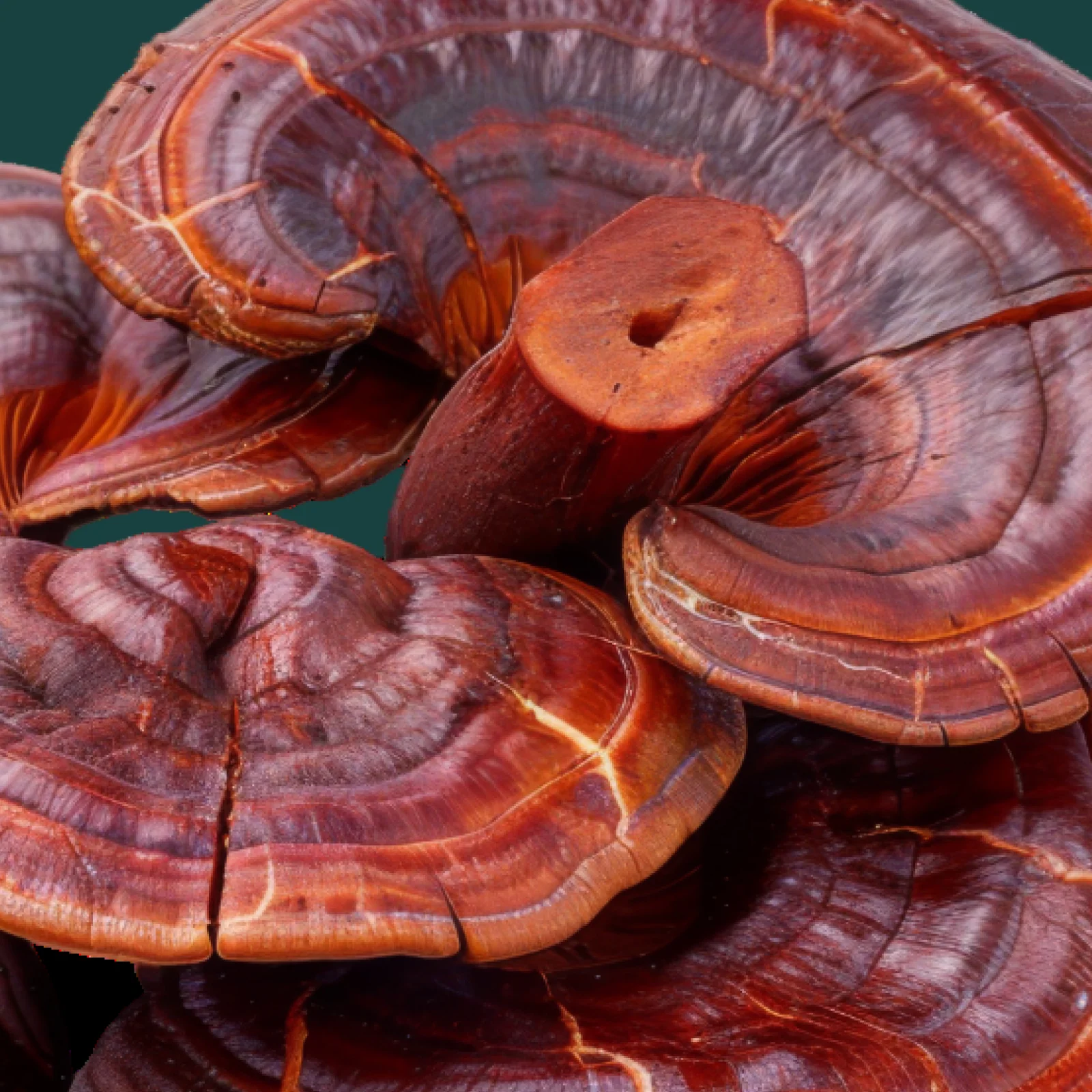 Stress Support Mushroom Gummies Bundle - Image 6